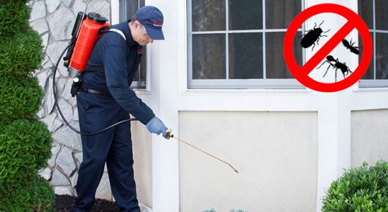 Şile Kene İlaçlama böcek ilaçlama ve haşere kontrolü — ilaclama-tr.com
